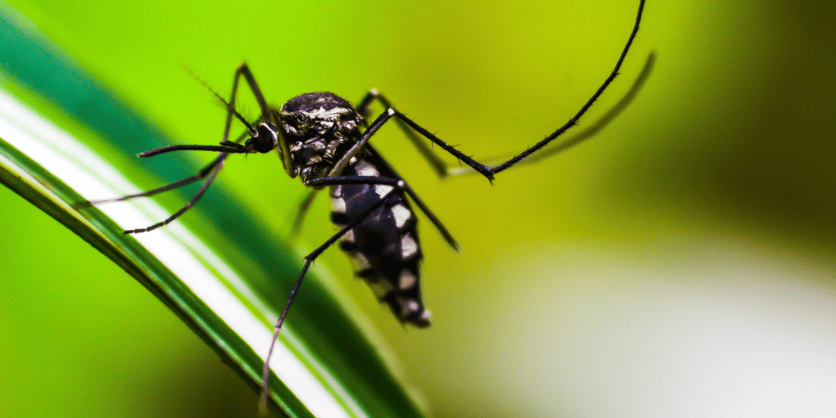 Close-up of a black and white striped mosquito on a green stem with a blurred green background