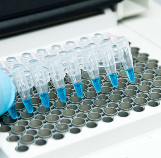 Gloved hand positioning a row of pipette tips with blue liquid above a white plastic rack with circular wells