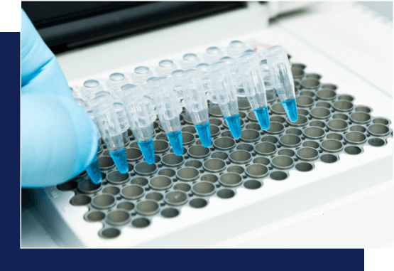 Gloved hand positioning a row of pipette tips with blue liquid above a white plastic rack with circular wells