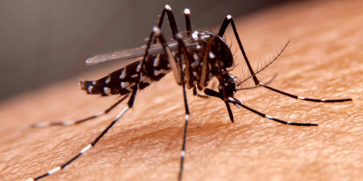 Mosquito Abatement: Understanding The Right Approach to the Application’s Success